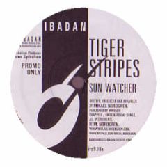 Tiger Stripes - Sun Watcher - Ibadan