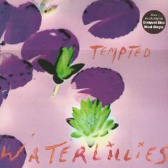 Waterlillies - Waterlillies - Tempted - Sire