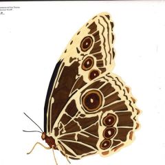Lindstrom & Prins Thomas - Lindstrom & Prins Thomas - Nummer Fire EP - Eskimo